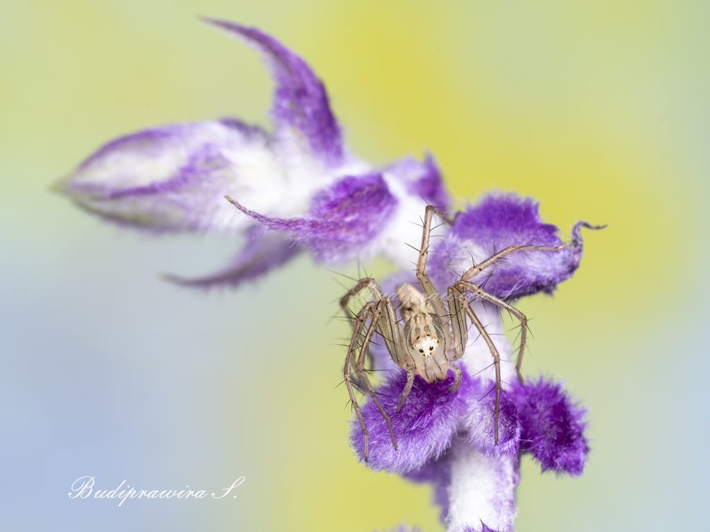 Lynx Spider Beautiful Nature Image DZ7 0487