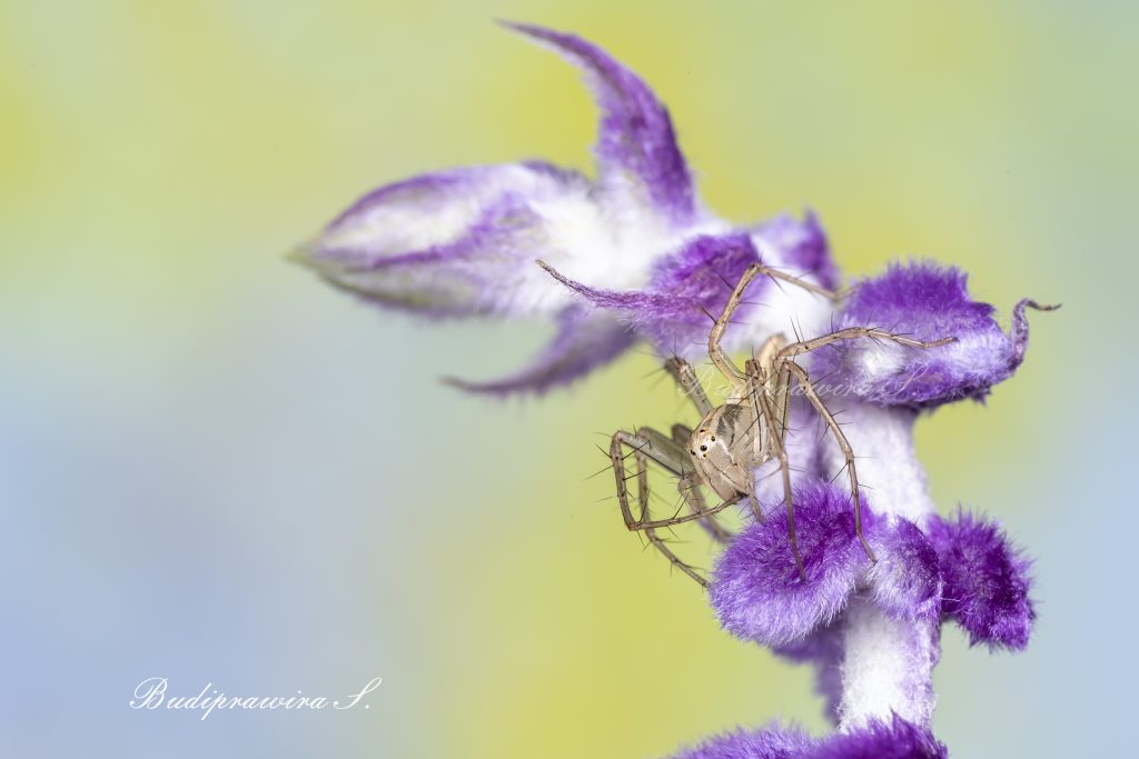 Lynx Spider Nature Photography DZ7 0489