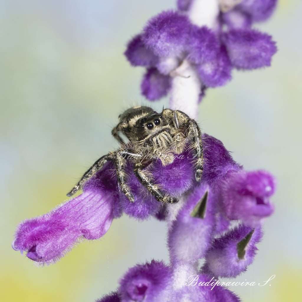 Hyllus Diardi Male Macro Photography Backdrop Background Digital DZ7 0551