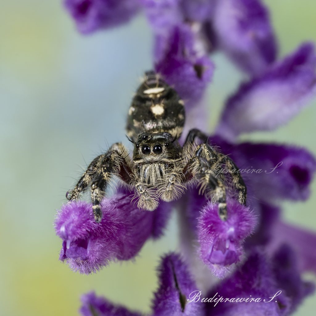 Hyllus Diardi Male Insect Photography Web Digital Download DZ7 0553