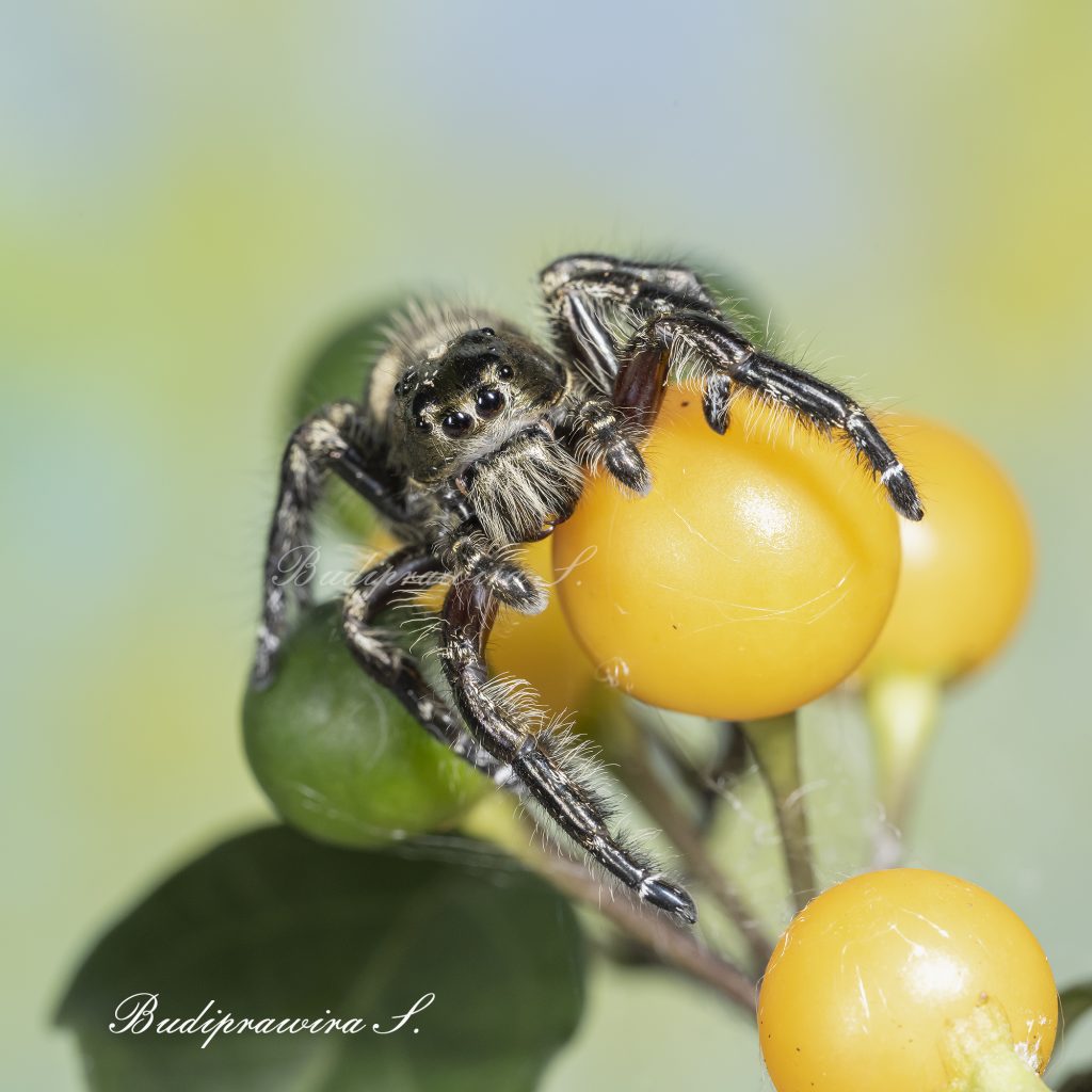 Hyllus Diardi Male macro photo wallpaper digital print DZ7 0697