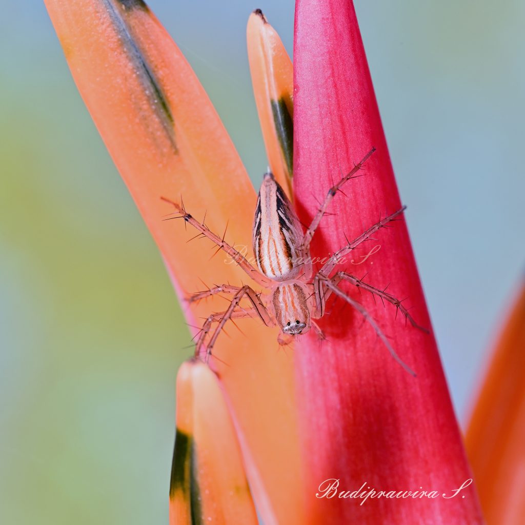 Original Nature Lynx Spider Photography  DZ7_0893