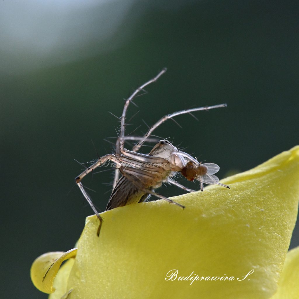 Lynx Spider Macro Photography Printable Wallpaper Decoration DZ7 1749