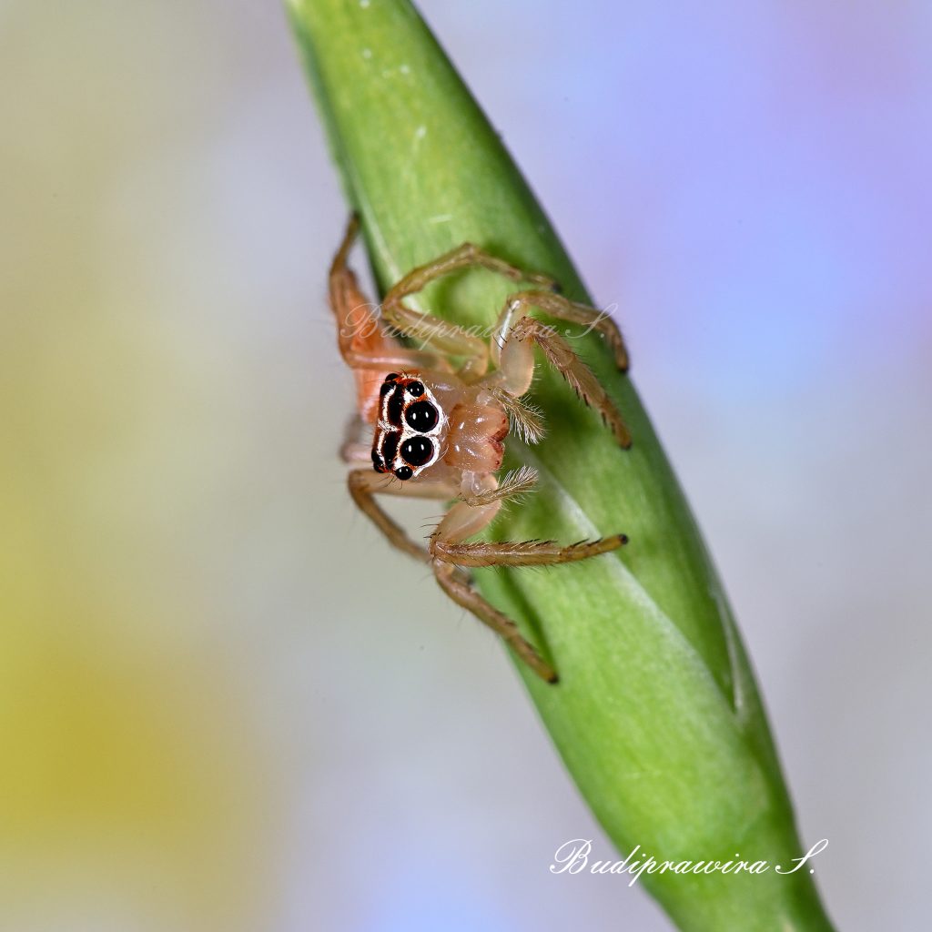 Baby Spider Photo Printable Wall Art Digital Download DZ7 1846