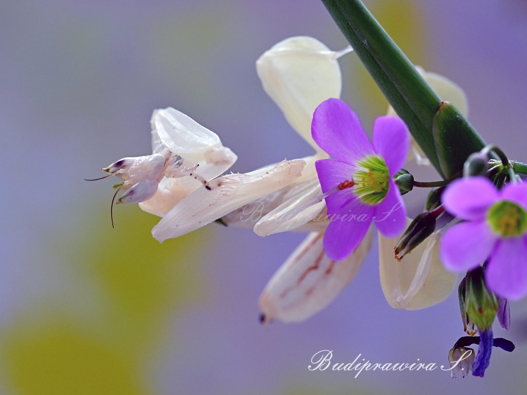 Orchid Praying Mantis Beautiful Nature Image DZ9_0662