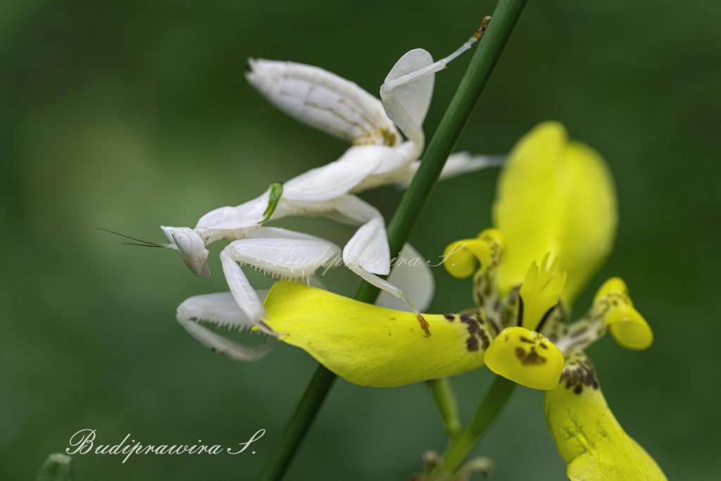 Orchid Mantis Macro Photography Printable Wallpaper Decoration DZ9_3313