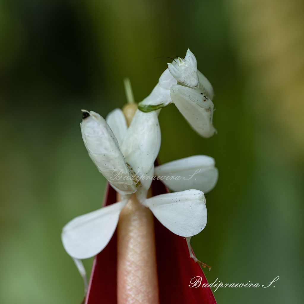 Orchid Mantis nature print macro photography printable DZ9_3544