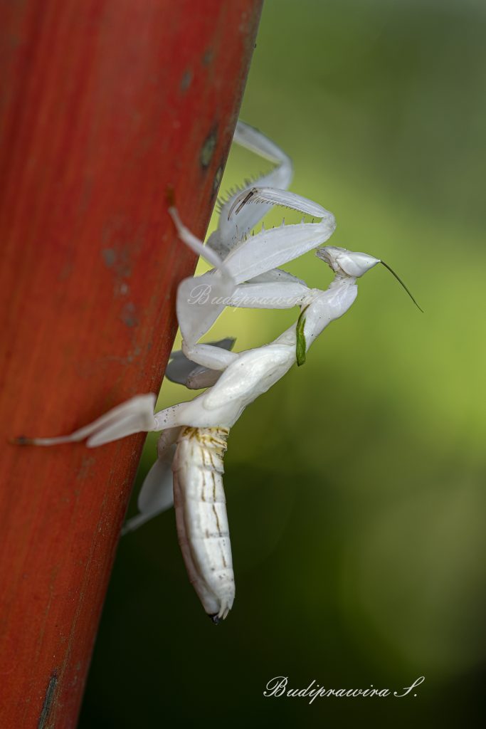 Orchid Mantis Colorful Digital Print DZ9_3765