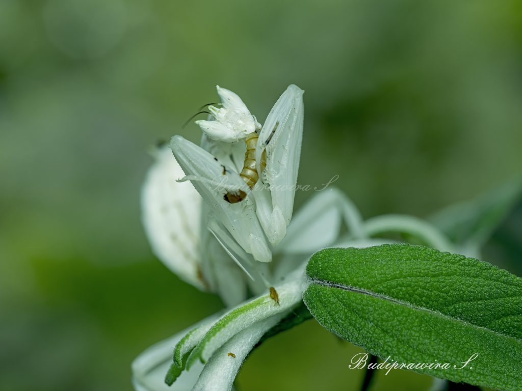 Orchid Mantis Wildlife Photography DZ9_4241