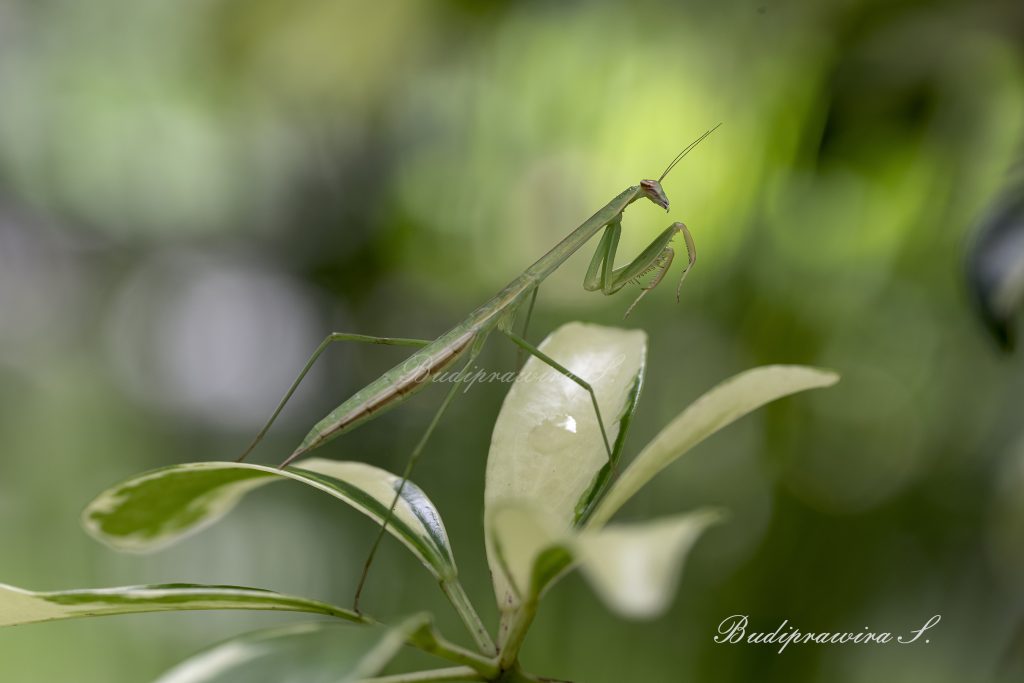 Original Nature Orchid Mantis  Photography DZ9_4713