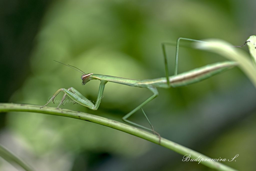 Orchid Green Mantis (Hymenopus Coronatus), Captive Print Wall Art DZ9_4733