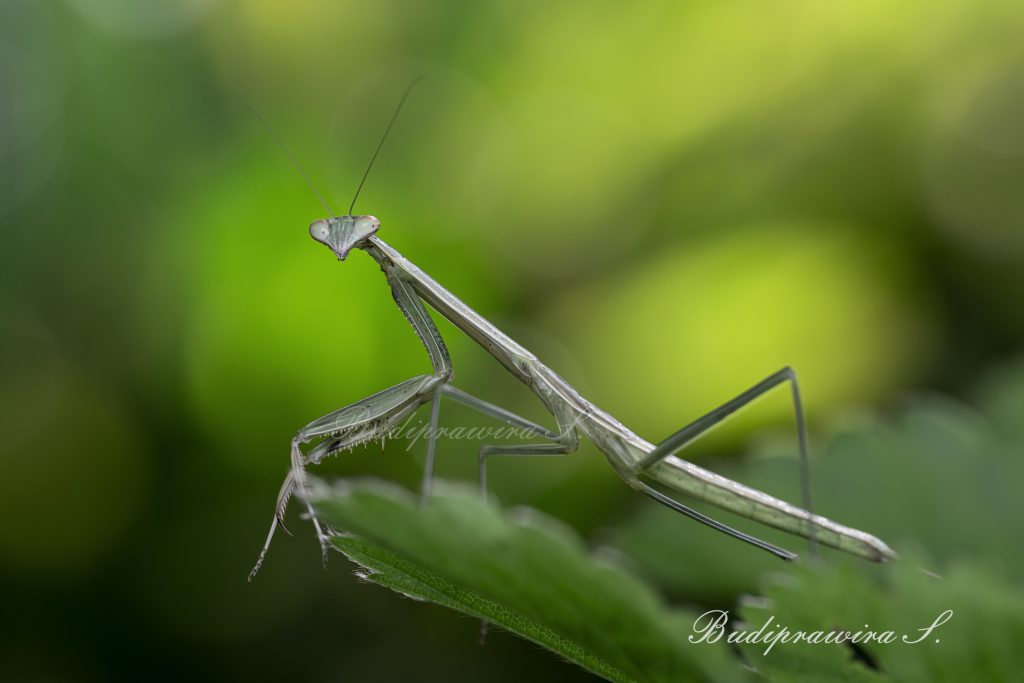 Green Mantis Colorful Digital Print DZ9 4806