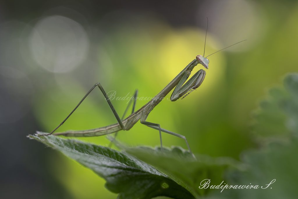 Original Nature Green Mantis Macro Photography DZ9 4853