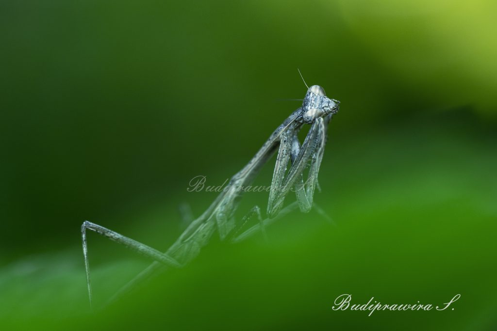 Black Mantis’s dream Beautiful Nature Image DZ9 4991