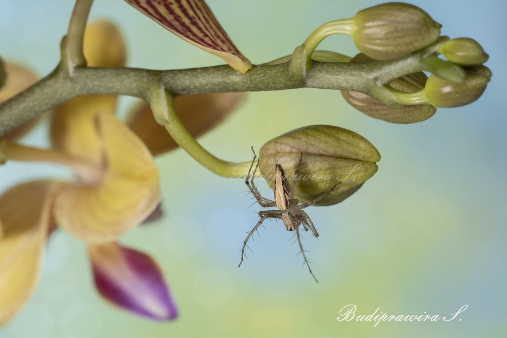 Lynx Spider Nature Photography DZ9 5696