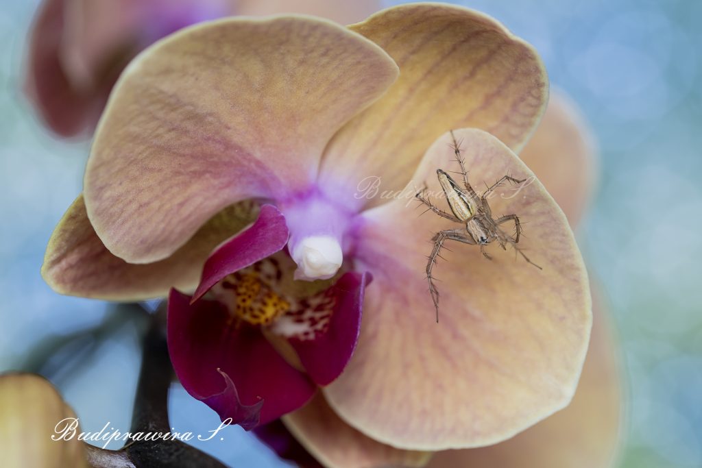 Lynx Spider Colorful Digital Print DZ9 5724