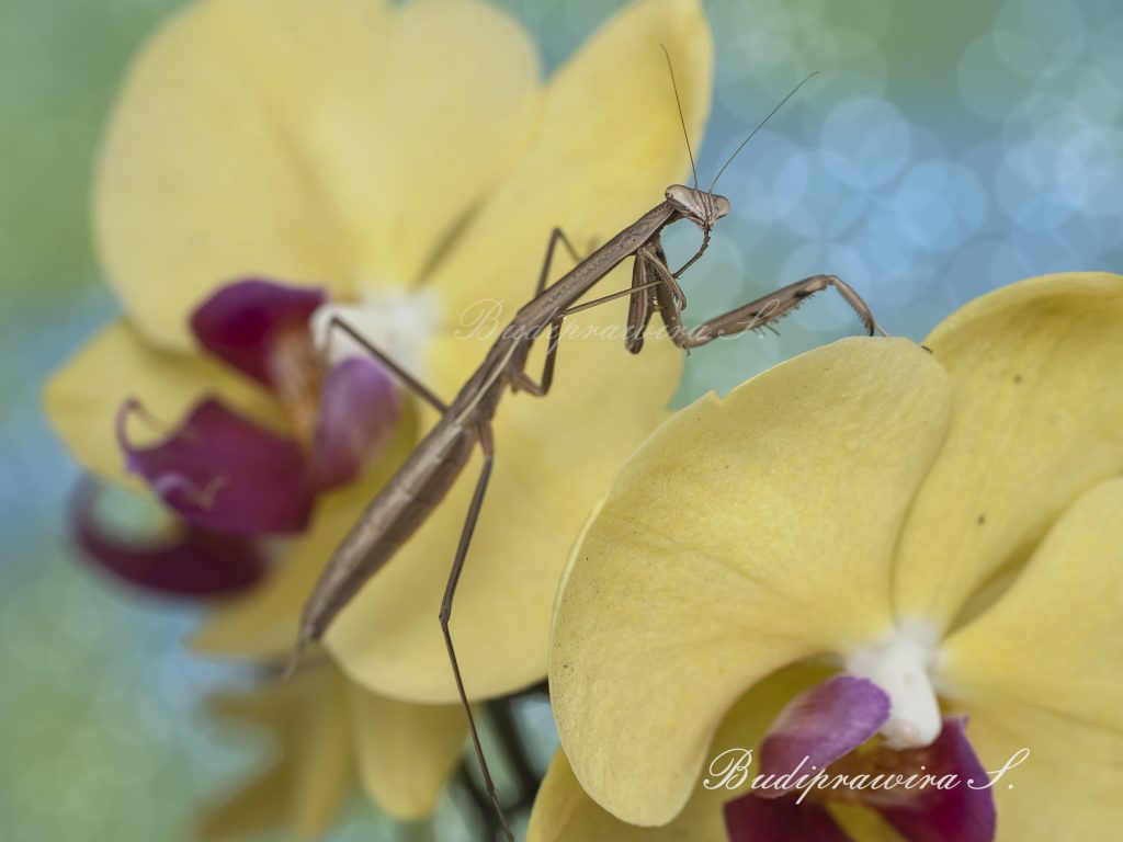 Green Praying Mantis Macro Photography Colorful Digital Print DZ9 5865