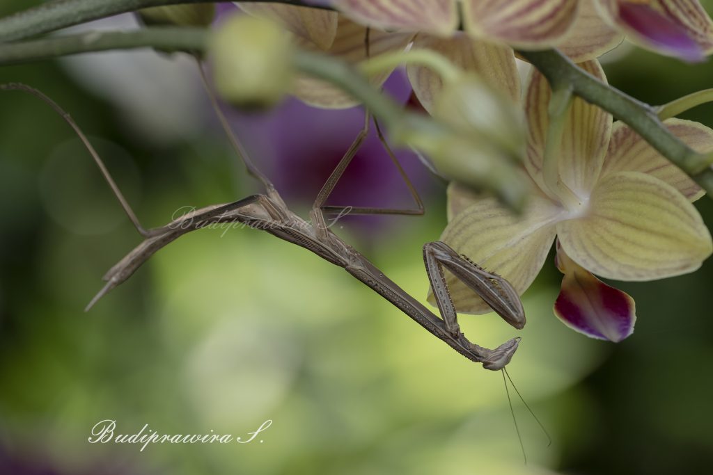 Green Praying Mantis Colorful Digital Print DZ9 6686