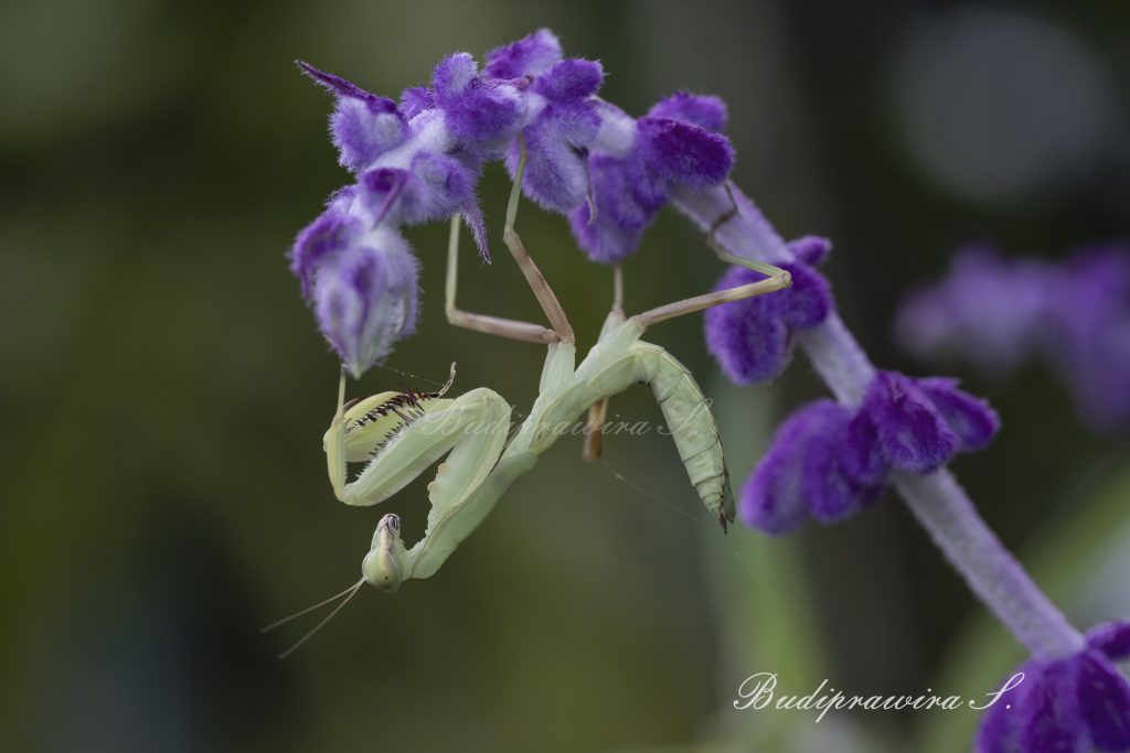 Original macro photography of Orchid Praying Mantis DZ9_7075