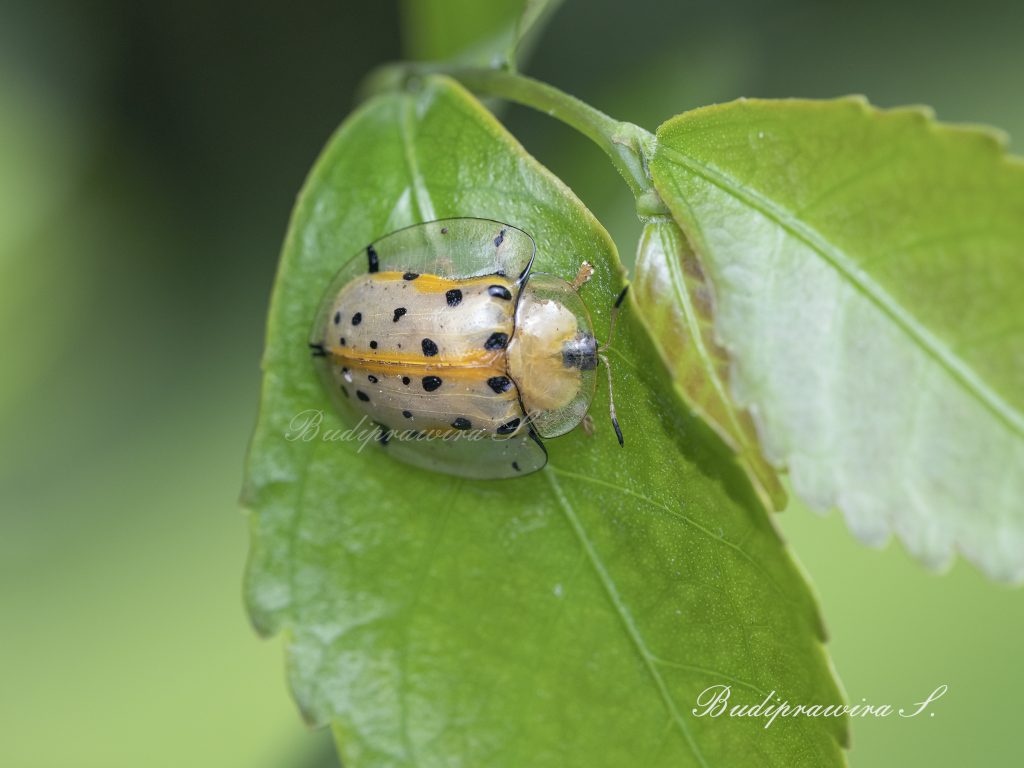 Bug Nature Photography DZ9 9348
