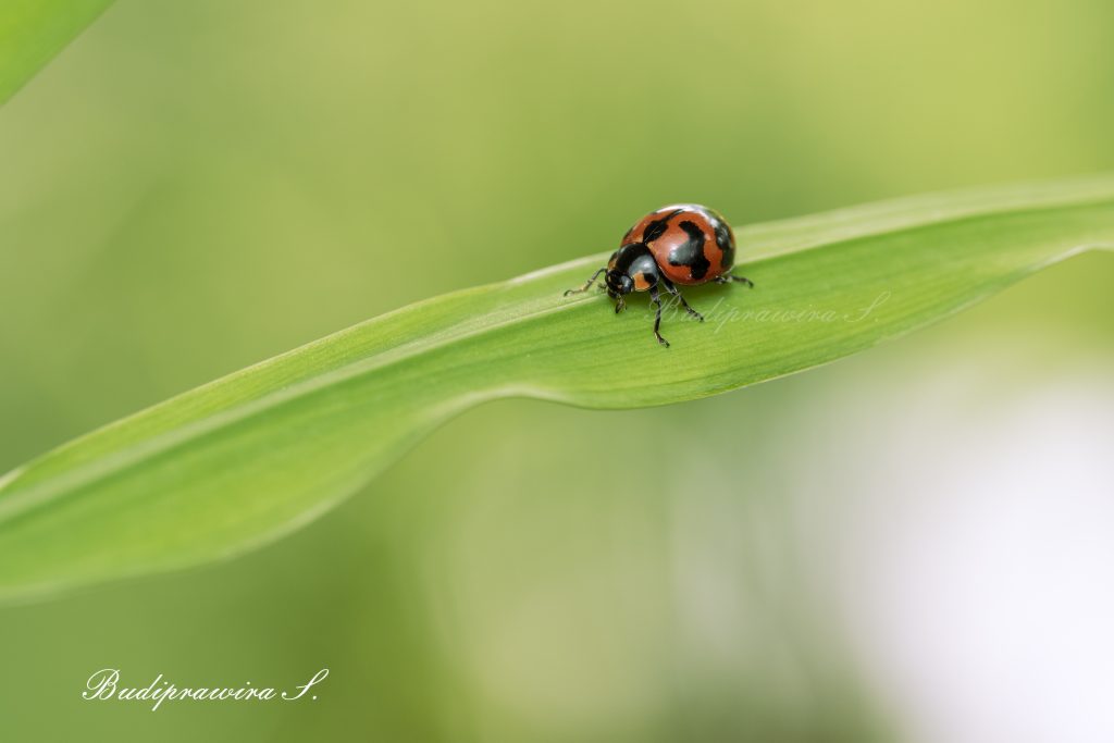 Bug Home Decor, Beautiful Nature Image DZ9 9447