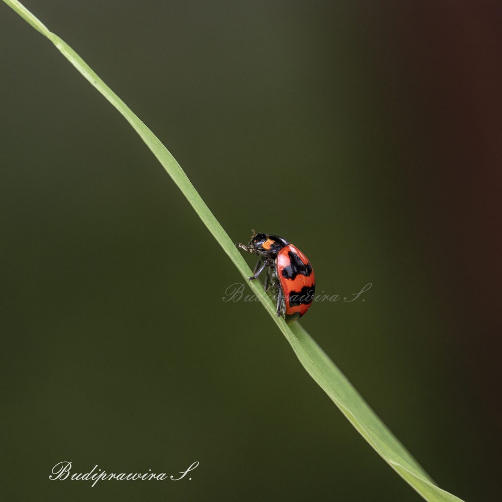 Beetle Macro Photography Printable Wallpaper Decoration Instant Download DZ9 9615