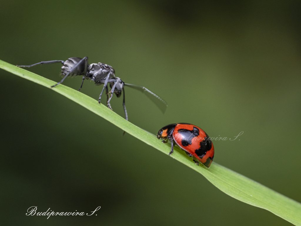Ant & Beetle nature print macro photography printable DZ9 9636