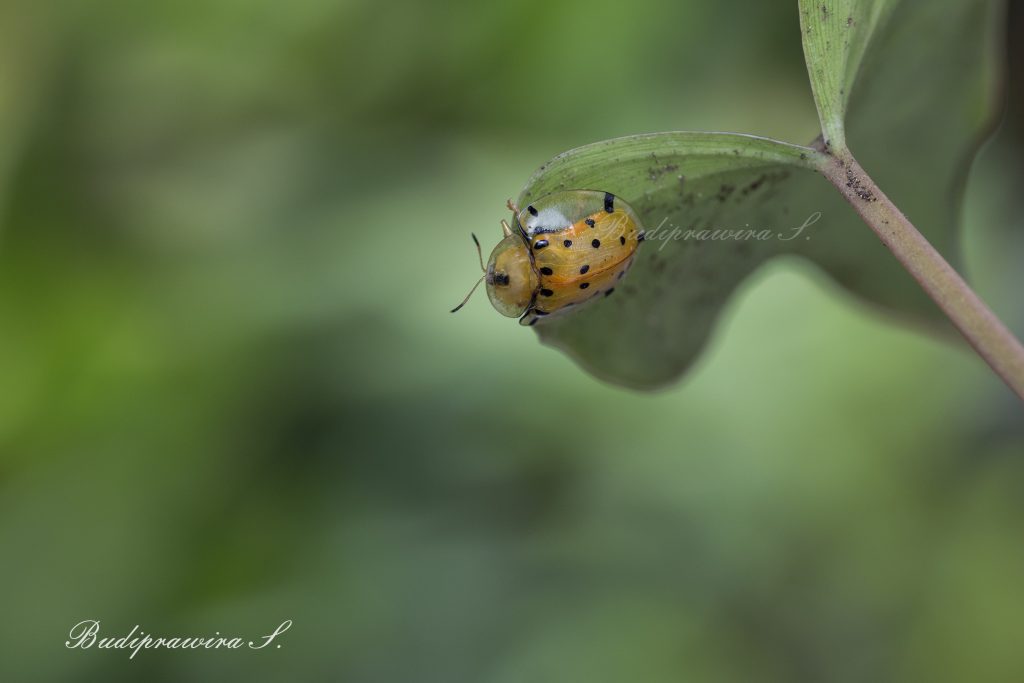 Beetle Nature macro Photography DZ9 9963